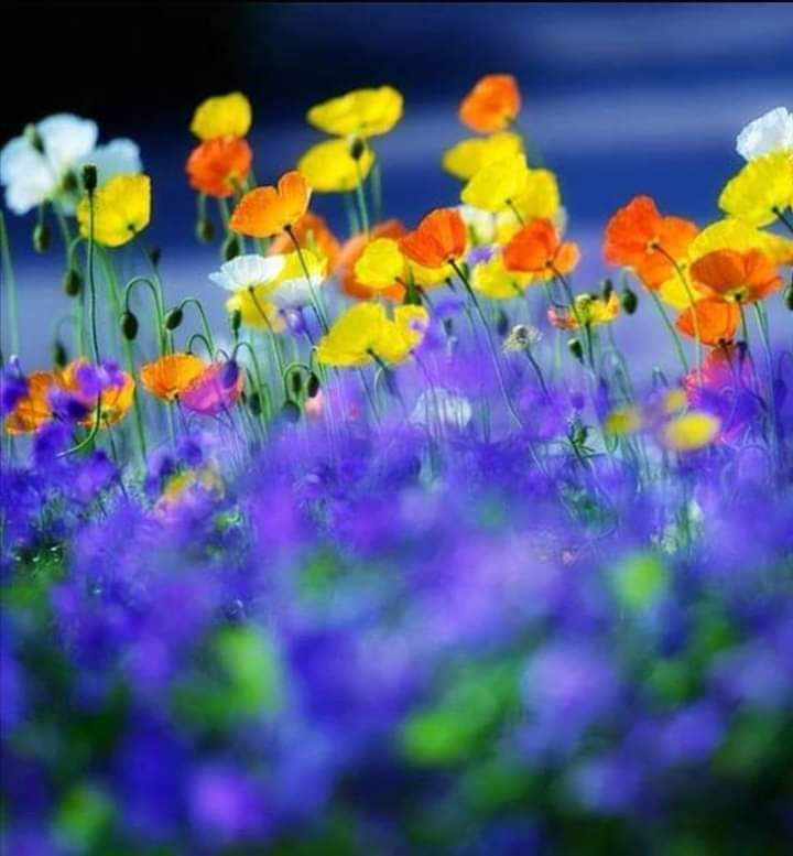 Le pied de fleurs
