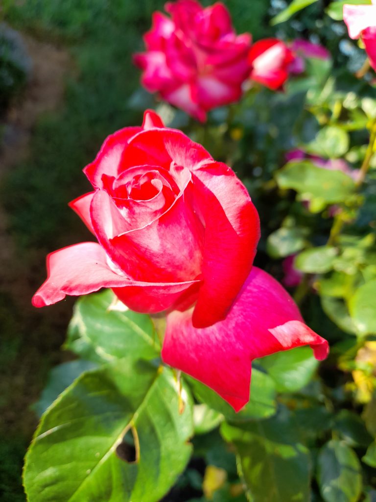 LE LIVRE DE SAINTE THERESE