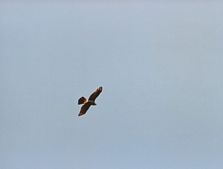 LE SONGE DE L&rsquo;AIGLE