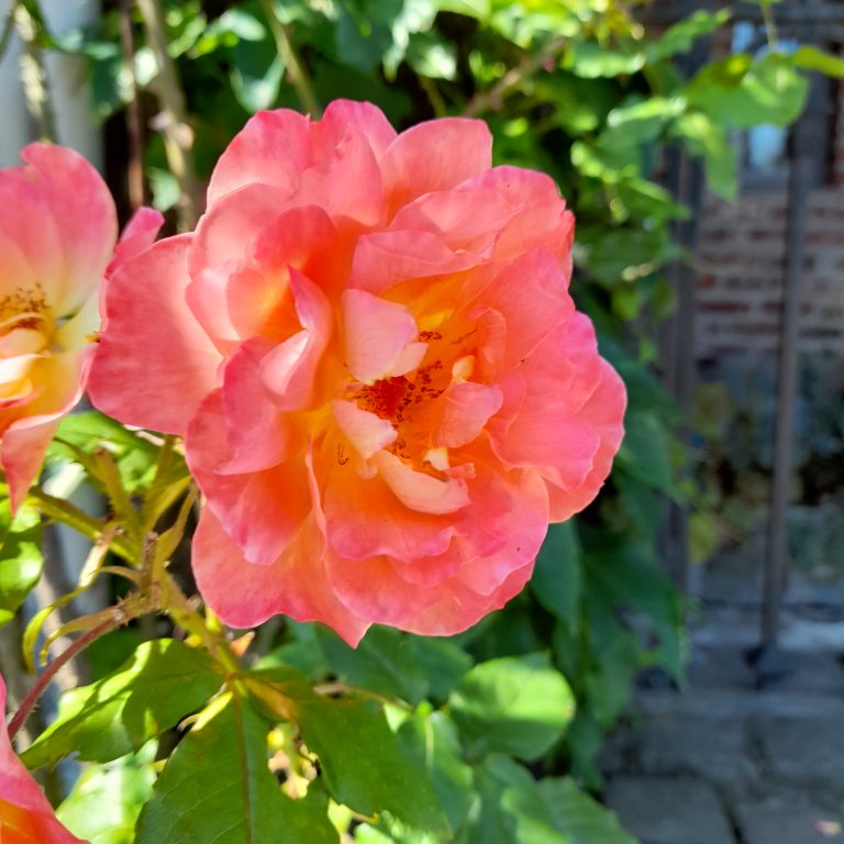 La prière du Rosaire